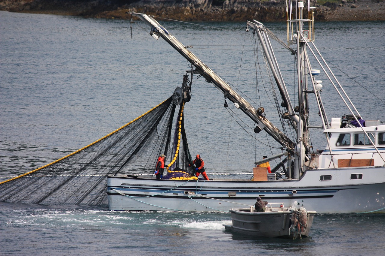 Discarded Dilemma - Threats from Discarded Fishing Nets on Marine Life